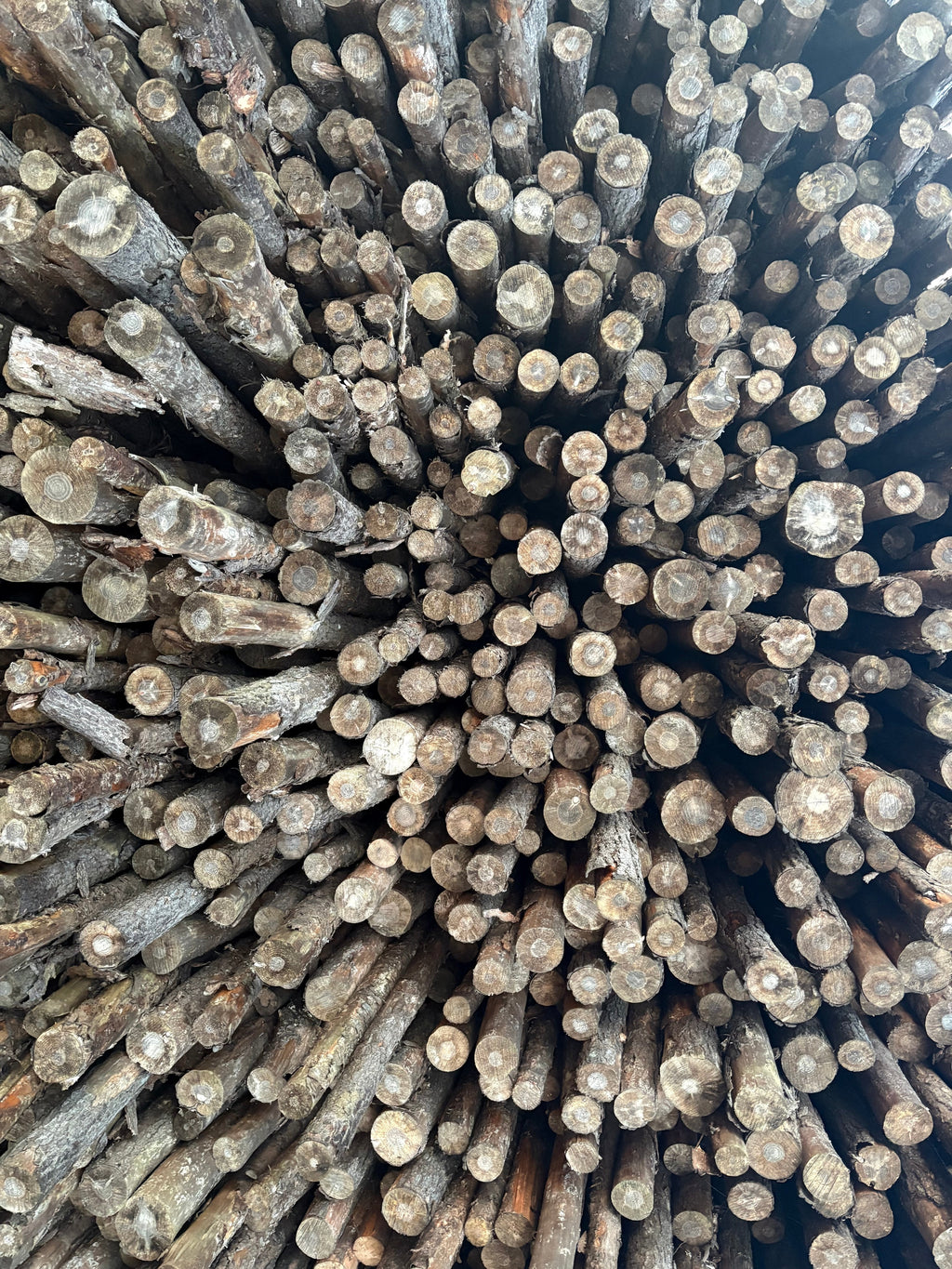 Seasoned Pine Firewood - Delivery or Pickup