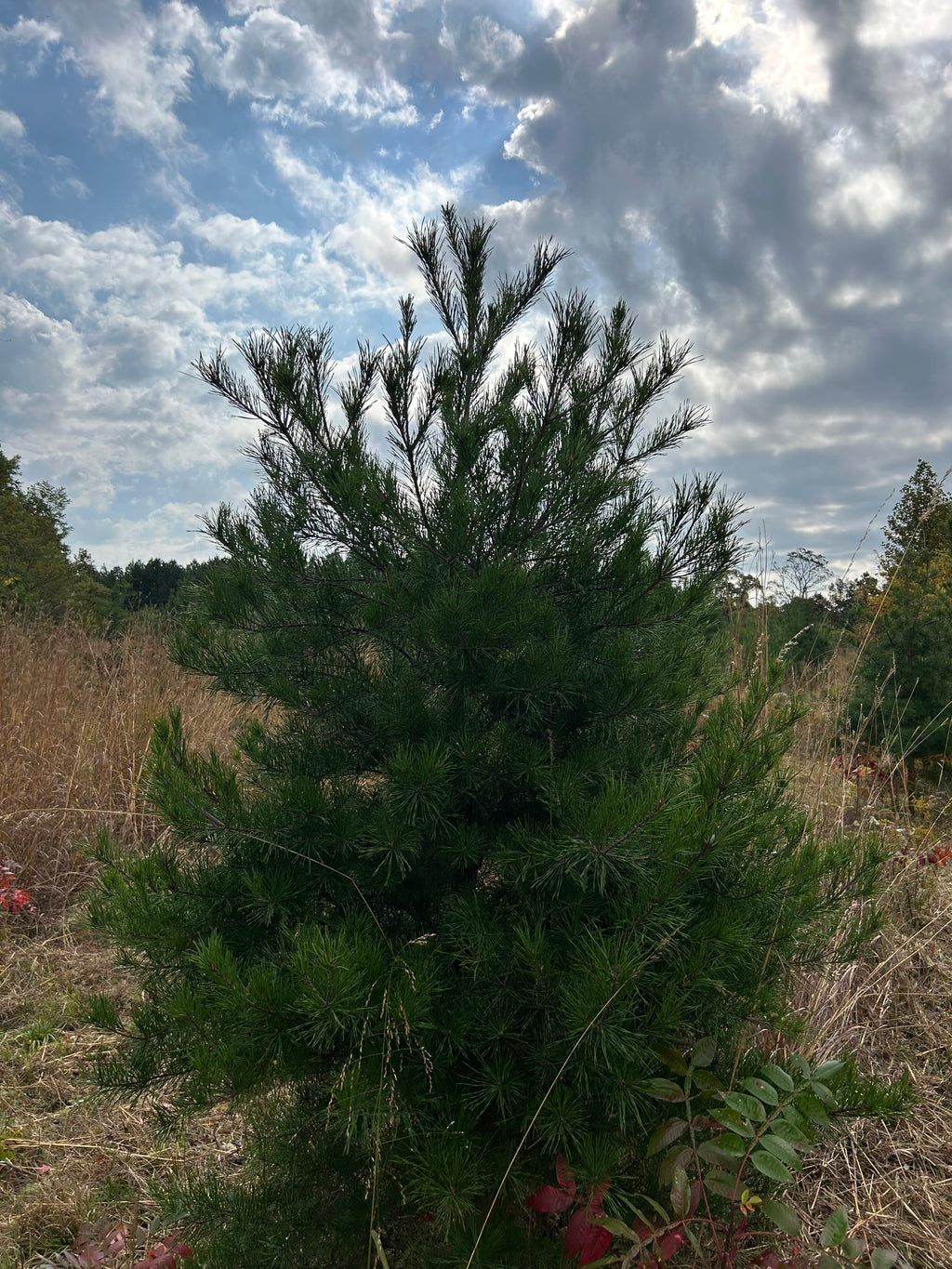 Virginia Pine Christmas Trees - Locally Grown