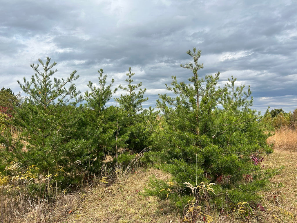 Virginia Pine Christmas Trees - Locally Grown