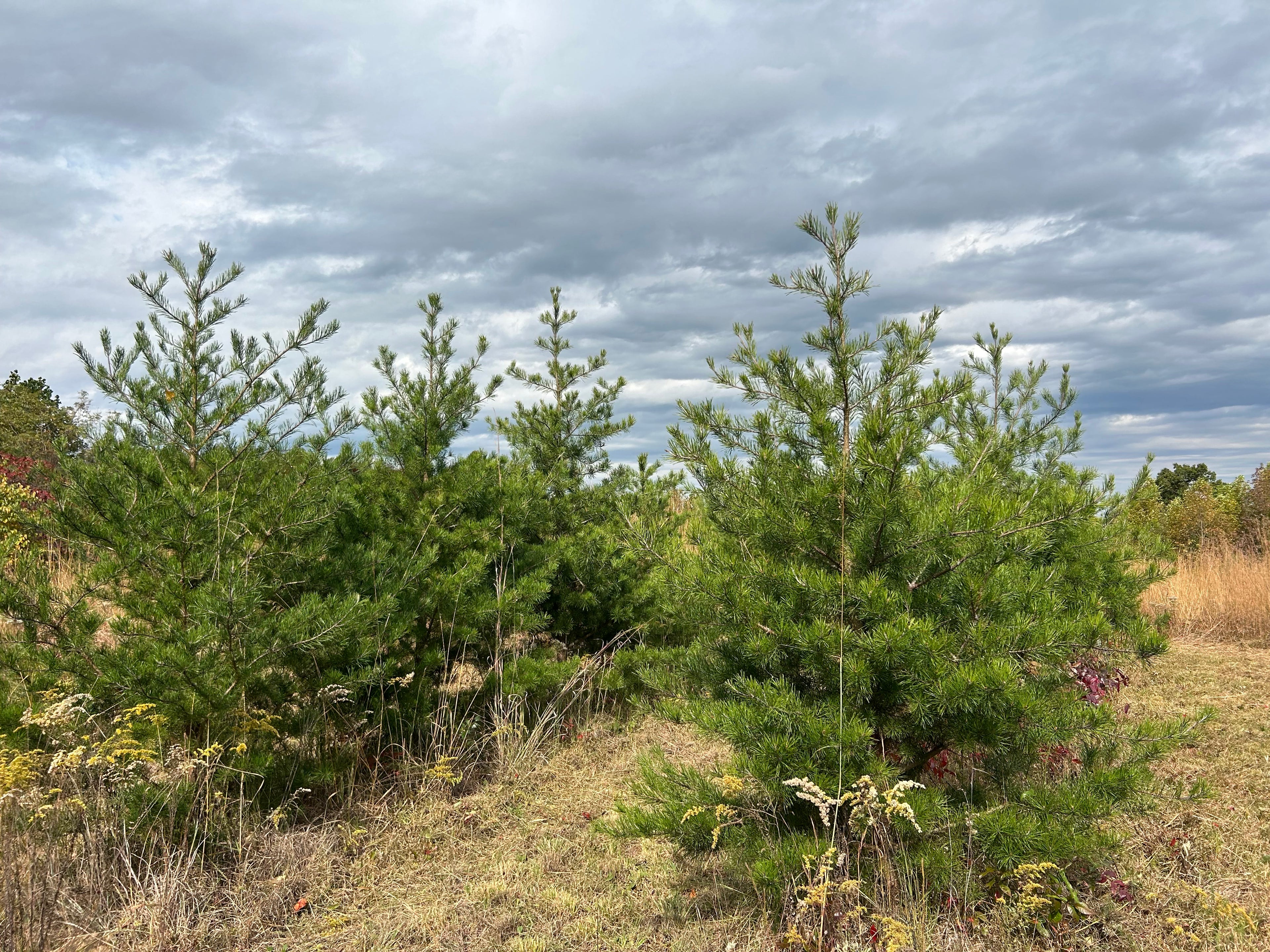 Virginia Pine Christmas Trees - Locally Grown
