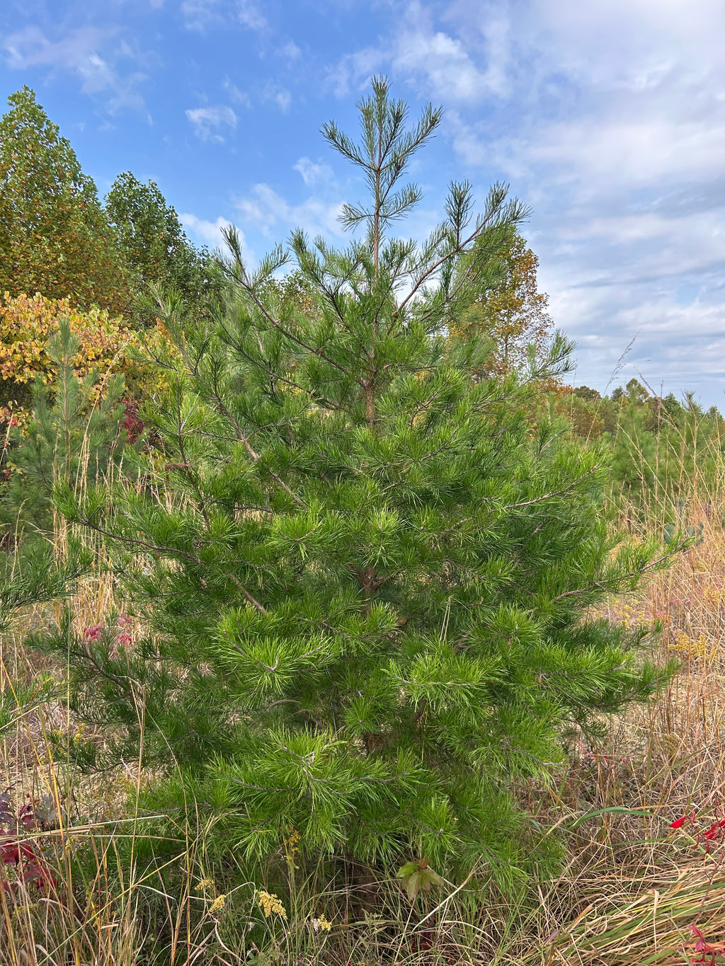 Virginia Pine Christmas Trees - Locally Grown