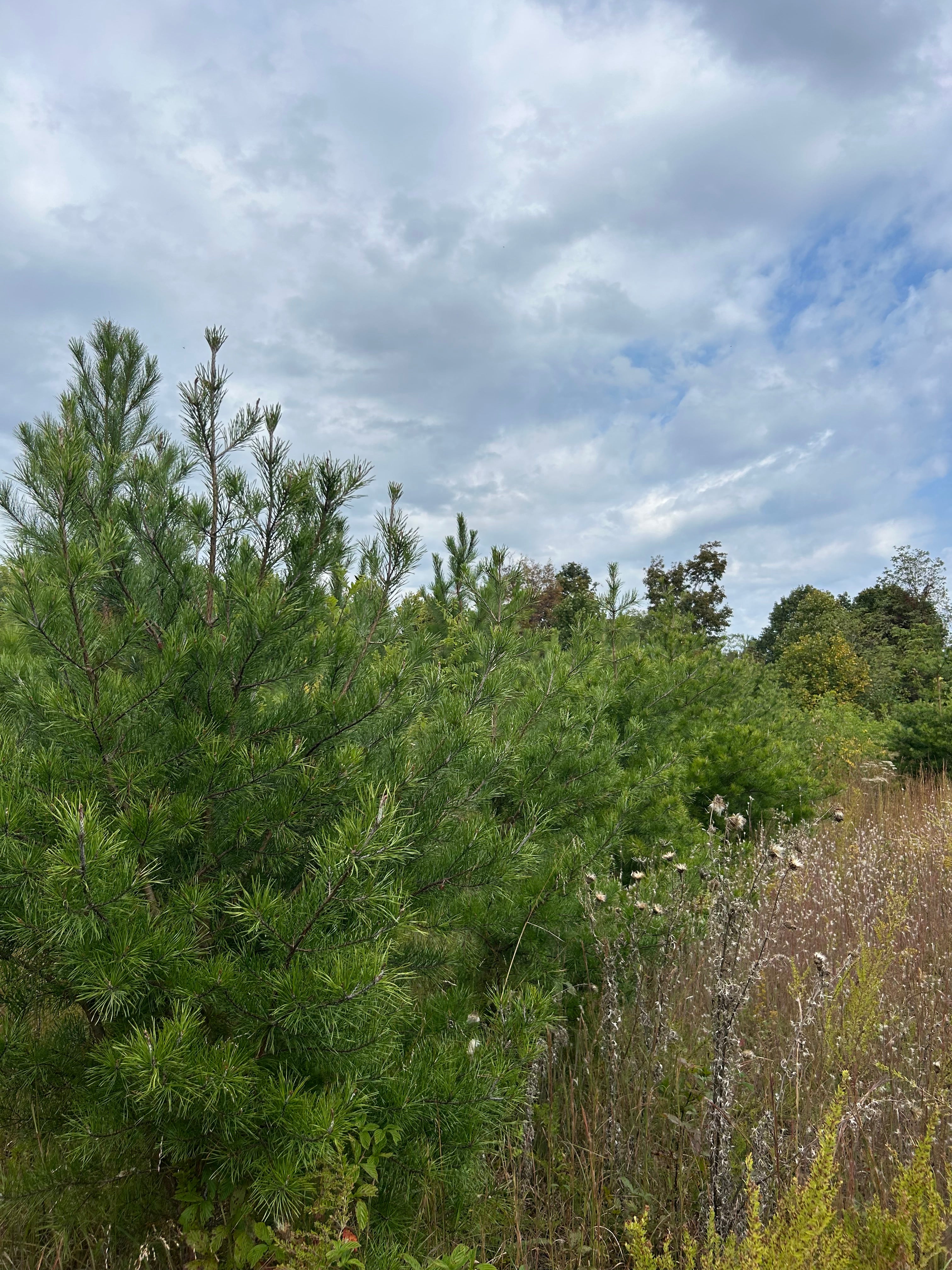 Virginia Pine Christmas Trees - Locally Grown